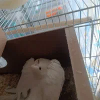 جفت عروس آلبینو با جوجه