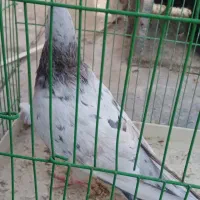 کبوتر پرشی سرور ماده|پرنده|مبارکه, |دیوار