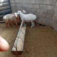 بره فروشی|حیوانات مزرعه|زیرکوه, |دیوار