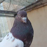 ۱۰ عدد کبوتر سالم و ارزان|پرنده|اردبیل, |دیوار