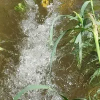 زمین کشاورزی آبی