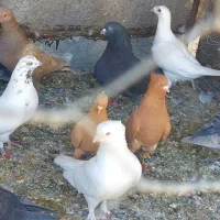 جفت زرد ابادانی موقعیت بافق