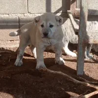 توله خراسانی