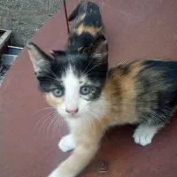 بچه گربه