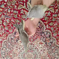 دوتا عروس هلندی تازه دون خوررام آماده برای دستی|پرنده|بردسکن, |دیوار