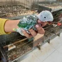 جوجه شاه طوطی