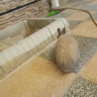 3 عدد خرگوش نر بالغ جوان|موش و خرگوش|قشم, |دیوار