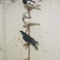 شهری تبعیدی|پرنده|شیراز, احمدآباد|دیوار