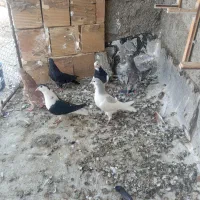 کفتر  پرنده