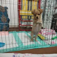 سگ ماده اشپیتز مینیاتوری سایز کوچیک