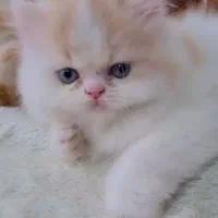 واگذاری بچه گربه پرشین