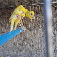 دمپای جیبوس