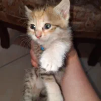 واگذاری گربه|گربه|اندیشه, شهرک کوثر|دیوار