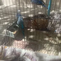 مرغ عشق بالغ