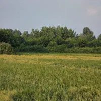 برنج هاشمی طارم درجه یک زمین خودم دو الکه
