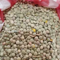 عدس و نخود  محلی