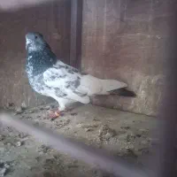 کفتر