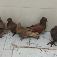 کبوتر|پرنده|شاهینشهر, شهرک هشت بهشت|دیوار