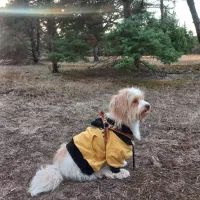 سگ شیتزرتریز|سگ|لاهیجان, کوی آزادگان|دیوار