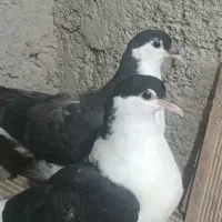 جفت جوجه ساده