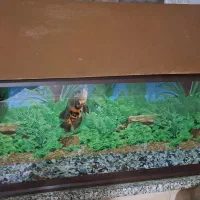 آکواریوم شیشه ۱۰میل