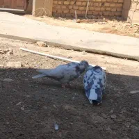 کفتر کاشانی و تهرانی