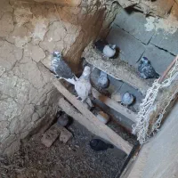فروش ۵ عدد کبوتر تهرانی