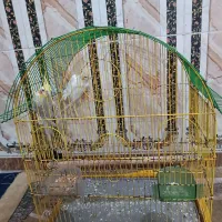 عروس هلندی|پرنده|خرمشهر, |دیوار