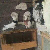 ۶ جفت کفتر طوقی بدون پر اضاف