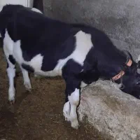 گاوه اسیدی هر کس خواست درختمتیم