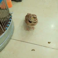 قناری خاکی|پرنده|سیرجان, |دیوار