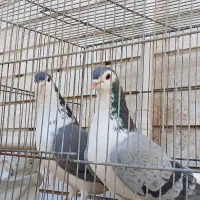 کبوتر نر ماده واز دمگیر شوخ ظالم