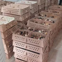 اردک بلک مرندی|حیوانات مزرعه|بیرجند, |دیوار