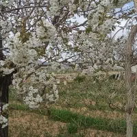 زمین-فروشی-باغی-با-آب