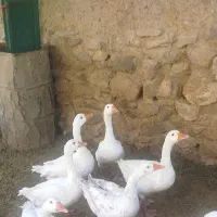 غاز جوان ۵عدد
