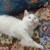 سرپرستی گربه|گربه|شیراز, رکن‌آباد|دیوار