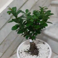 گل بونسای زیبا