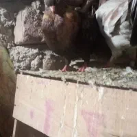 کبوتر|پرنده|بم, |دیوار