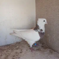 کبوتر طوقی
