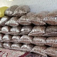 قیسی و گردو