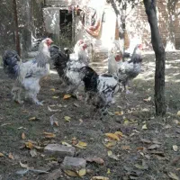 خروس برهمان|حیوانات مزرعه|سلماس, |دیوار