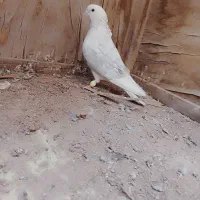 کبوتر پرشی