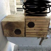 لونه طوطی برزیلی و مرغ عشق