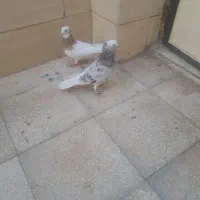 کبوتر فروشی|پرنده|سبزوار, جهاد کشاورزی|دیوار