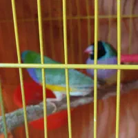 فروش عروس هلندی فنچ مرغ عشق پروانه ای ،انگلیسی