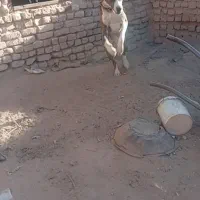 فروش سگ ماده