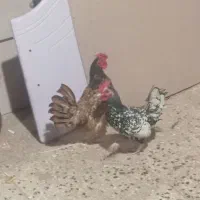 خروس سبرایت|حیوانات مزرعه|پاکدشت, پاکدشت (مامازند)|دیوار