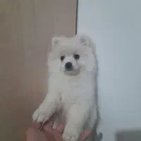 سگ پامر(ماده)|سگ|مشهد, آبکوه|دیوار