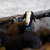 نیازمند چوپان