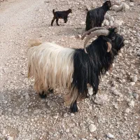 یک راس بعده تخمی ب فروش میرسد|حیوانات مزرعه|ایذه, |دیوار